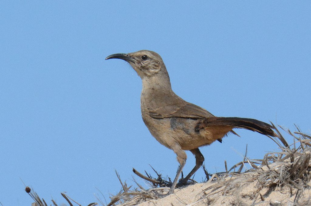 Thrasher, California, 2015-06101047 Oso Flaco Lake, CA.JPG - California Thrasher. Oso Flaco Lake, CA, 5-10-2015